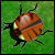 Beetle Wars
